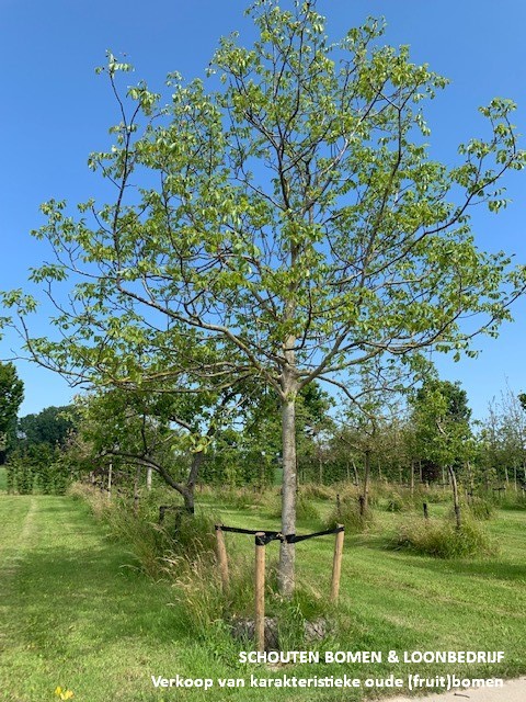 grote walnotenboom