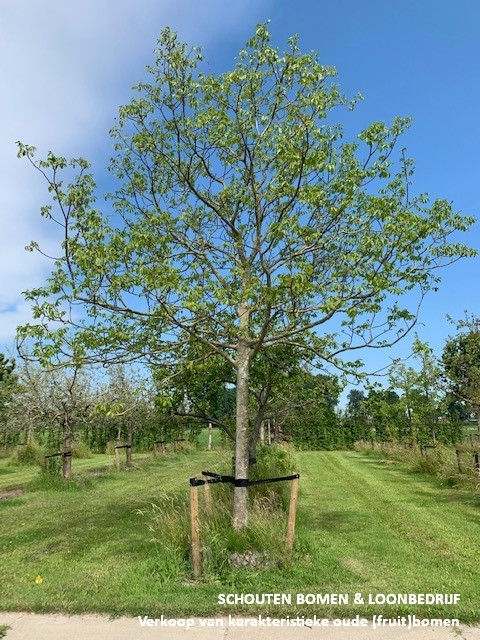 grote walnootboom