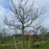 grote walnotenboom