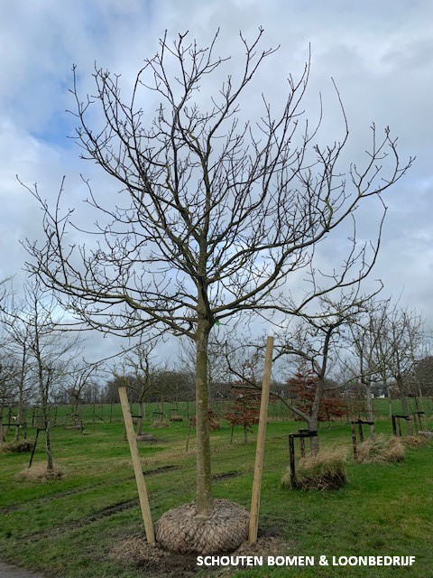 grote walnotenboom