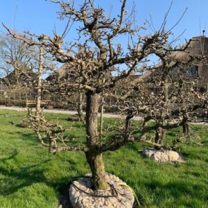 oude fruitboom perenboom gieser wildemaan stoofpeer