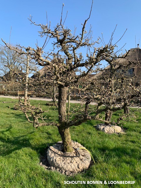 oude fruitboom perenboom gieser wildemaan stoofpeer