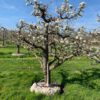 perenboom gieser wildeman