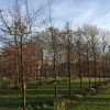 Rode leibeuk sierboom