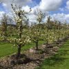 oude perenboom fruitboom doyenne du comice te koop