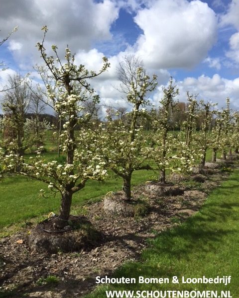 oude perenboom fruitboom doyenne du comice te koop