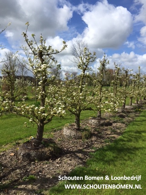 oude perenboom fruitboom doyenne du comice te koop