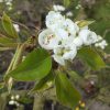 oude perenboom-Doyenne du Comice perenbomen-laagstam-perenbloesem