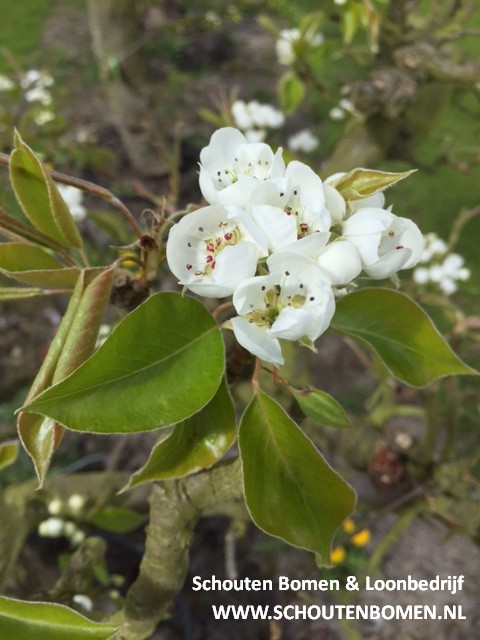 oude perenboom-Doyenne du Comice perenbomen-laagstam-perenbloesem