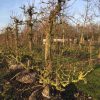 Foto van de website van Schouten Bomen & Loonbedrijf (www.schoutenbomen.nl) van een oude fruitboom/ oude perenboom ras Doyenne du Comice