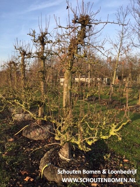 Foto van de website van Schouten Bomen & Loonbedrijf (www.schoutenbomen.nl) van een oude fruitboom/ oude perenboom ras Doyenne du Comice