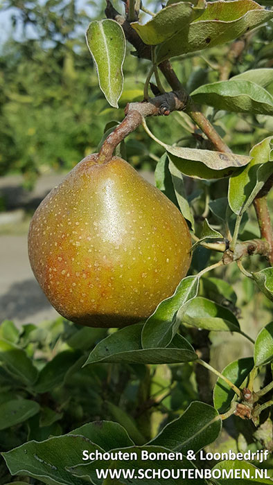 Foto van de website van Schouten Bomen & Loonbedrijf (www.schoutenbomen.nl) van een peer Doyenne du Comice oude Perenboom