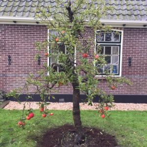 Foto van de website van Schouten Bomen & Loonbedrijf (www.schoutenbomen.nl) van een oude Elstar, 20 jaar oude appelboom