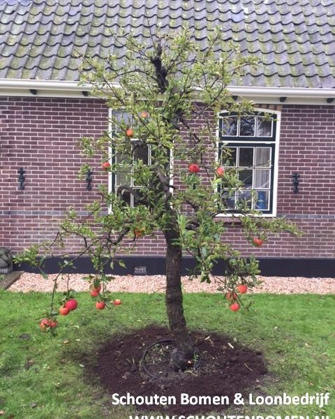 Foto van de website van Schouten Bomen & Loonbedrijf (www.schoutenbomen.nl) van een oude Elstar, 20 jaar oude appelboom
