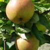 Elstar, 20 jaar appelboom