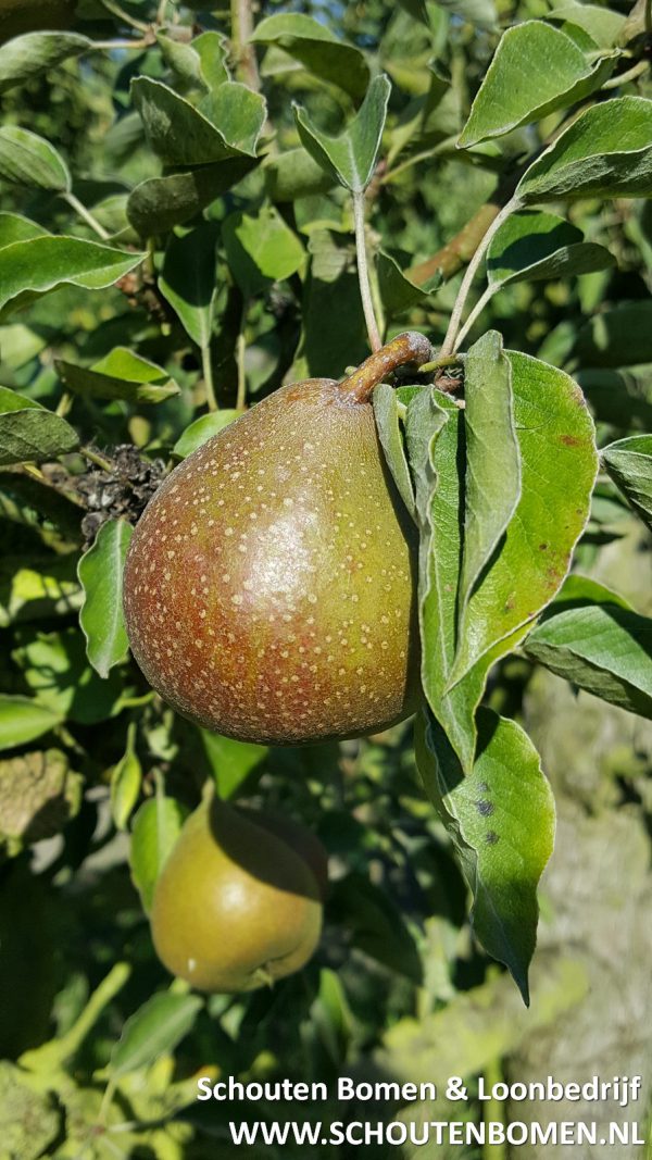 Gieser Wildeman 25 jaar perenboom