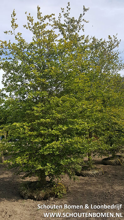 Groene beuk sierboom
