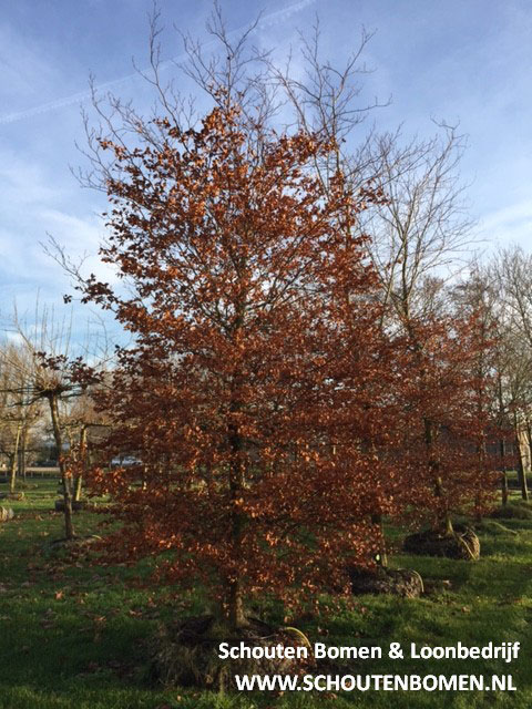 Groene beuk sierboom