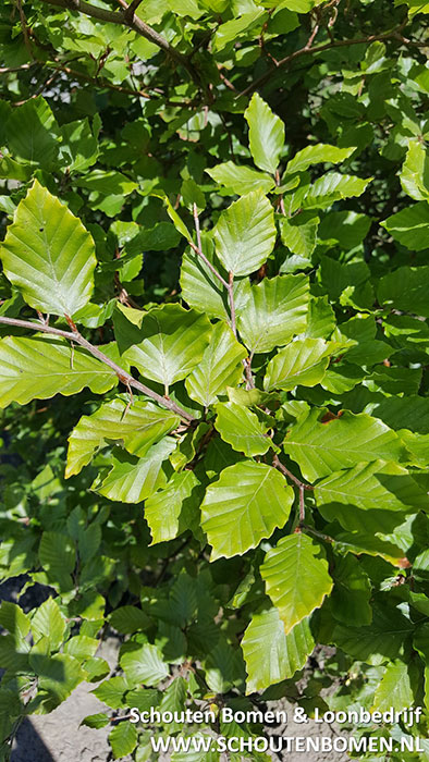 Groene beuk sierboom