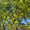 Groene beuk sierboom
