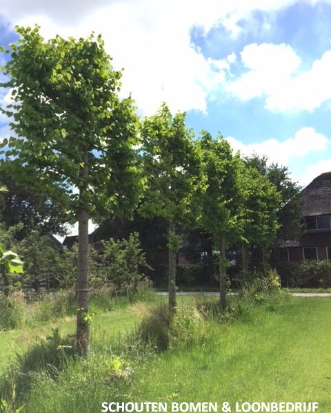 oude leilinde