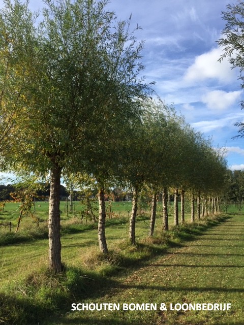 Oude knotwilg circa 20 jaar oud - Bomen Loonbedrijf