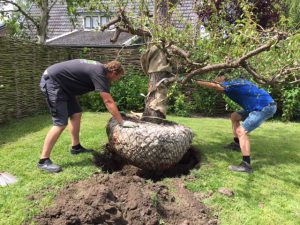 fruitboom planten