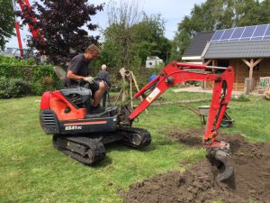 pruimenboom planten winkel