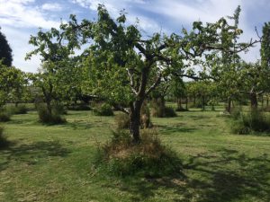 showtuin Schouten Bomen en Loonbedrijf