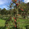 oude laagstam appelboom Elstar