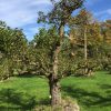 oude perenboom Doyenne du Comice Schouten Bomen