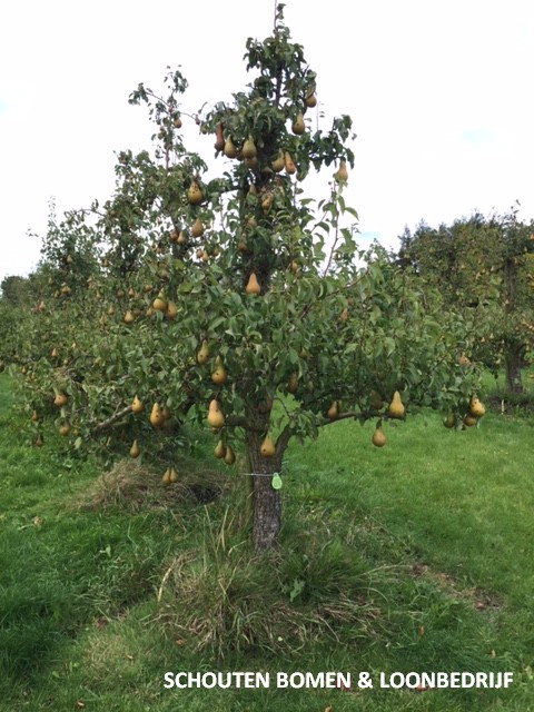 oude Conference perenboom Schouten Bomen