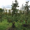 oude Conference perenboom Schouten Bomen