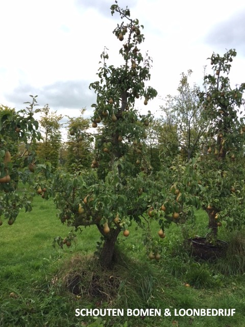 oude Conference perenboom Schouten Bomen