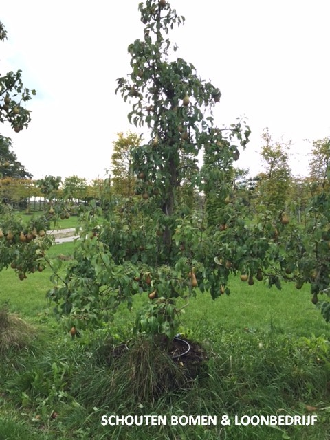 oude Conference perenboom Schouten Bomen