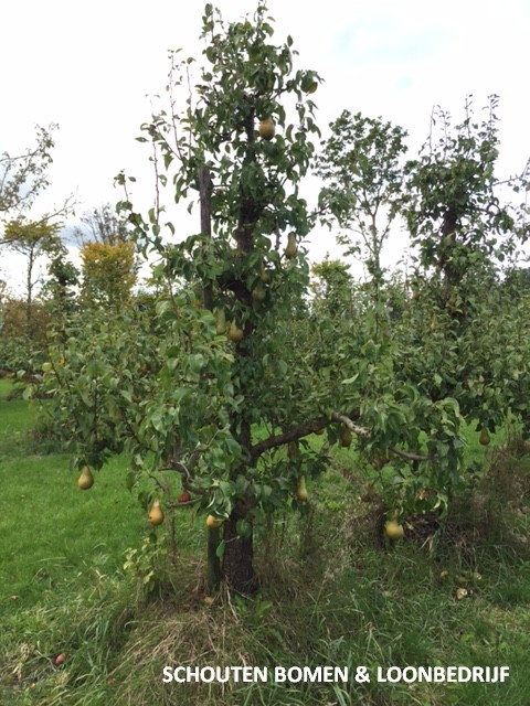 oude Conference perenboom Schouten Bomen