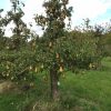 oude Conference perenboom Schouten Bomen