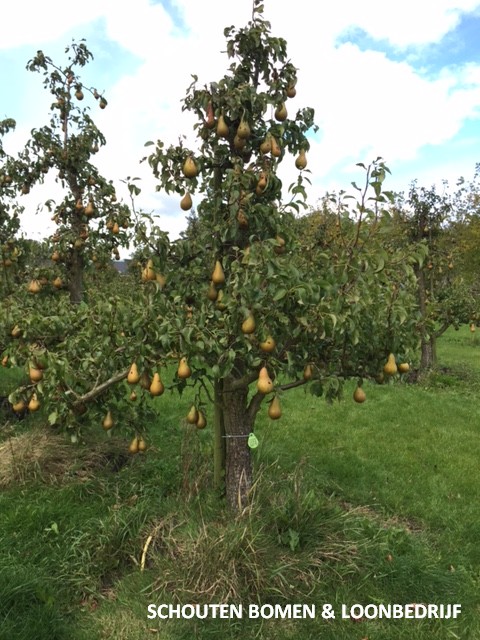 oude Conference perenboom Schouten Bomen