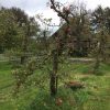 oude laagstam appelboom Elstar