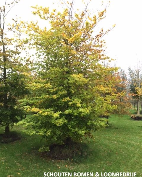 Groene Beuk