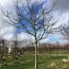 grote walnotenboom