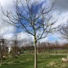 grote walnotenboom