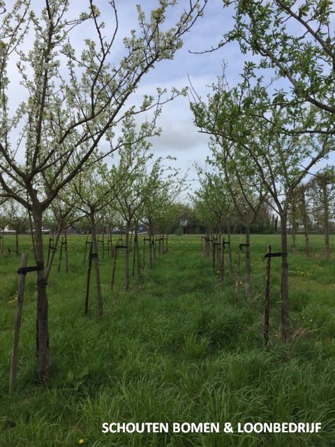 pruimenboom oude fruitboom