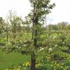 oude conference perenboom fruitboom