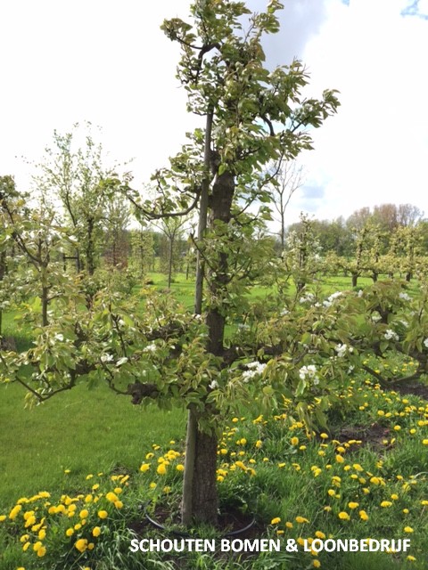 oude conference perenboom fruitboom