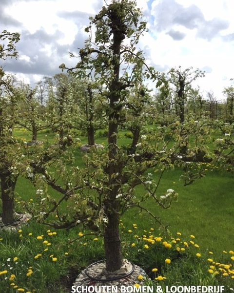 oude perenboom fruitboom