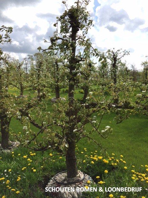 oude perenboom fruitboom