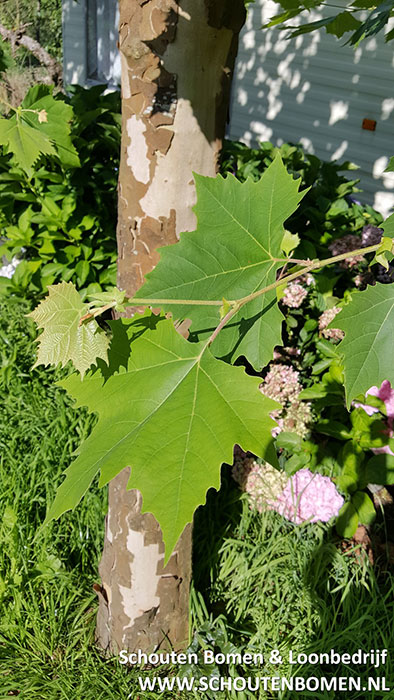 Leiplataan sierboom