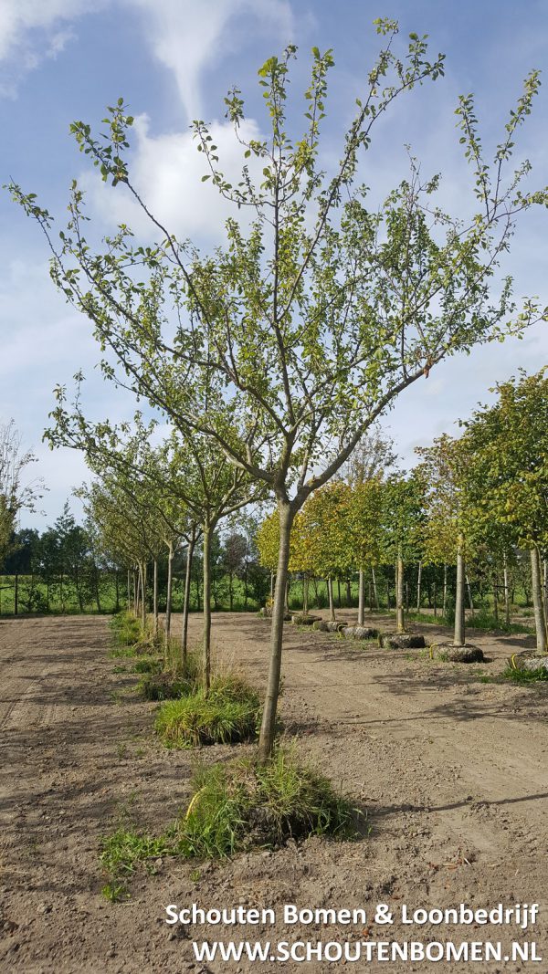 Foto van de website van Schouten Bomen & Loonbedrijf (www.schoutenbomen.nl) van hoogstam pruimenbomen ras "Reine Victoria" pruimenboom