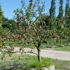 Foto van de website van Schouten Bomen & Loonbedrijf (www.schoutenbomen.nl) van oude pruimenboom ras "Reine Victoria" pruimenboom